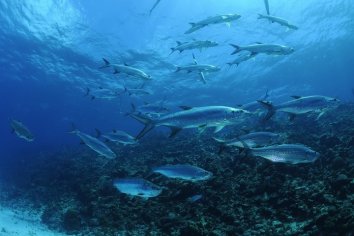 East Coast Divers Tarpons